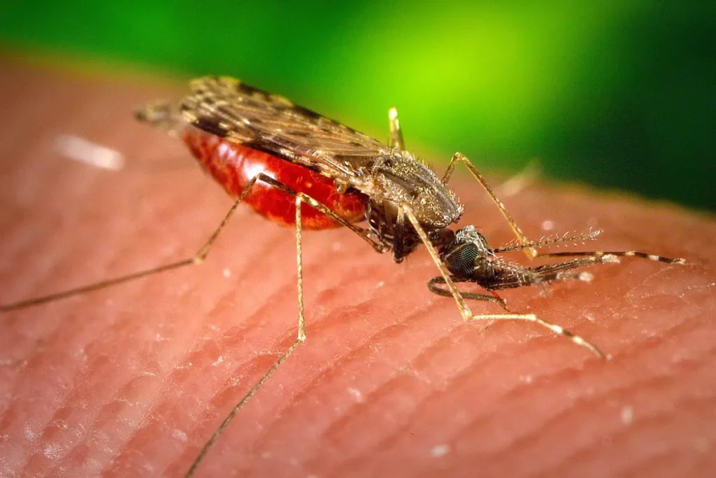 yang-harus-dilakukan-jika-terkena-malaria